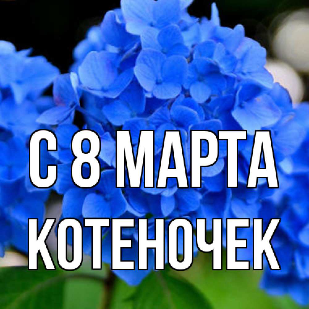 Открытка на каждый день с именем, Котеночек C 8 МАРТА синие цветы Прикольная открытка с пожеланием онлайн скачать бесплатно 