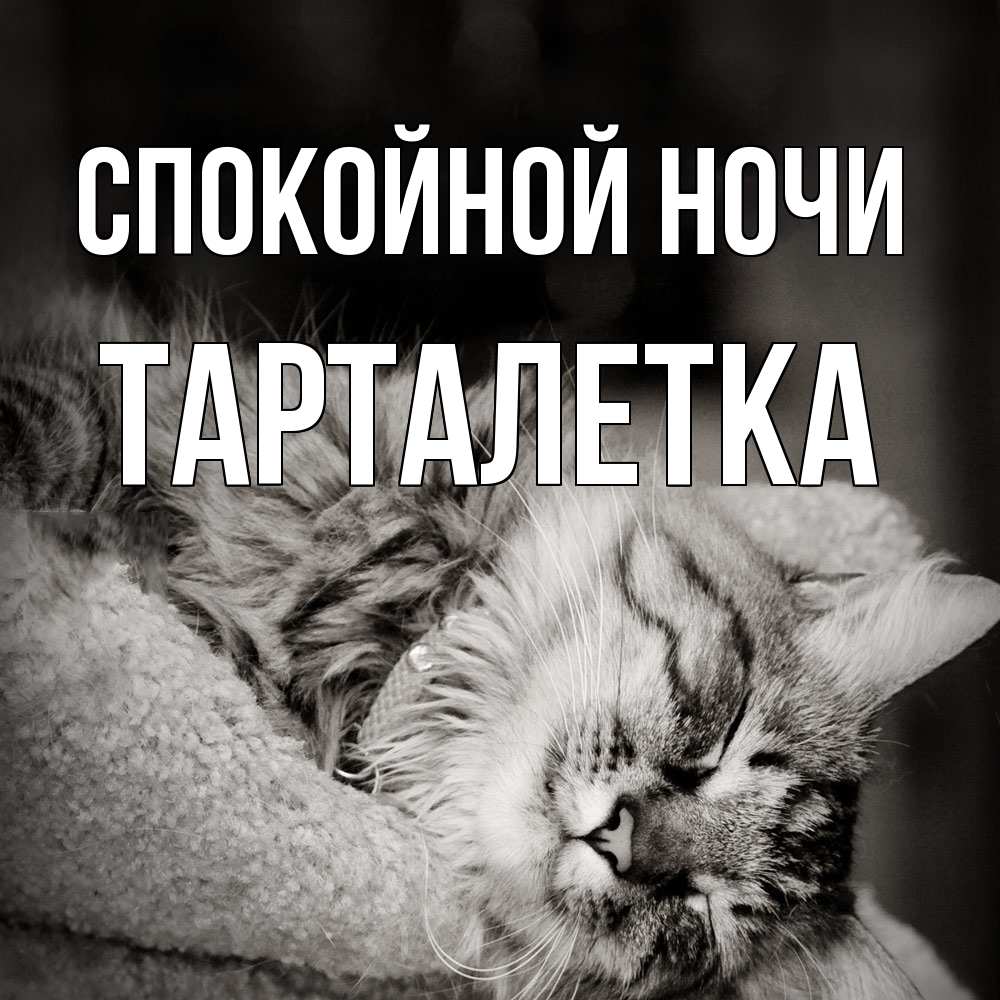Открытка на каждый день с именем, Тарталетка Спокойной ночи котярик пушистый Прикольная открытка с пожеланием онлайн скачать бесплатно 