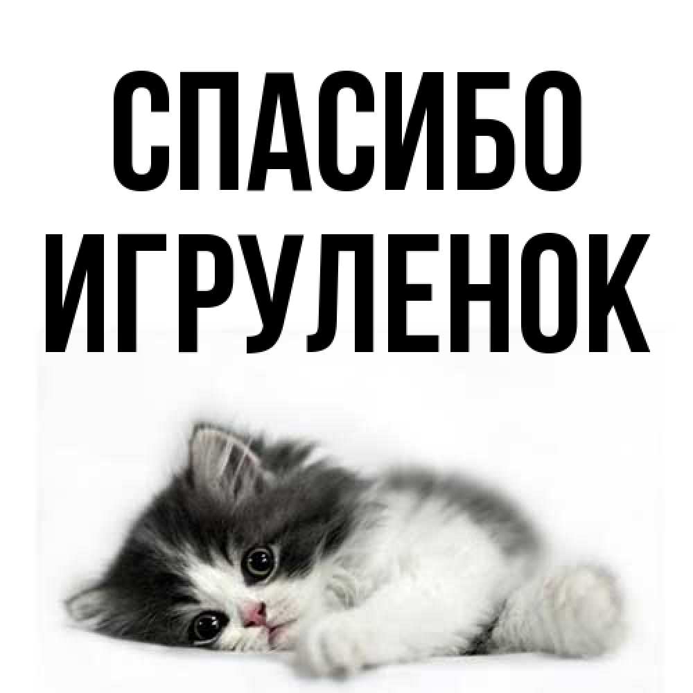 Открытка на каждый день с именем, Игpуленок Спасибо черный и белый кот Прикольная открытка с пожеланием онлайн скачать бесплатно 