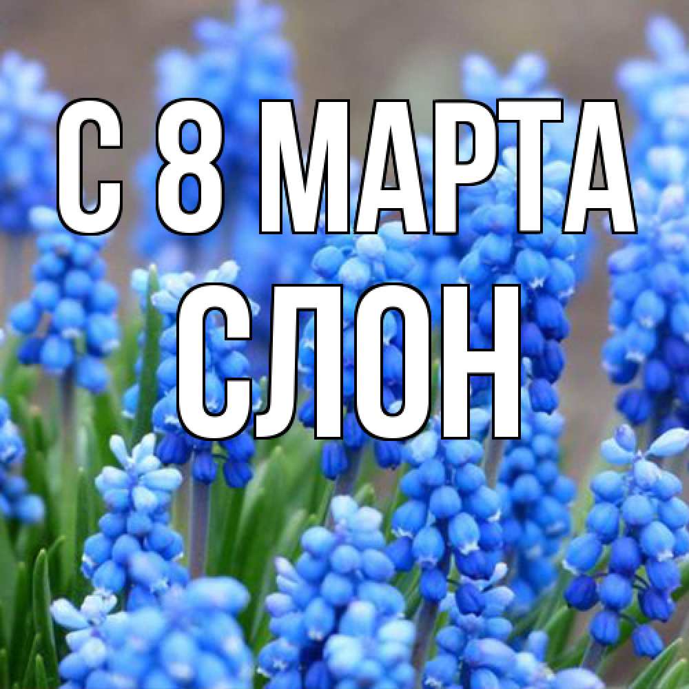 Открытка на каждый день с именем, Слон C 8 МАРТА Поздравительная открытка для женщин с цветами на праздничную дату Прикольная открытка с пожеланием онлайн скачать бесплатно 