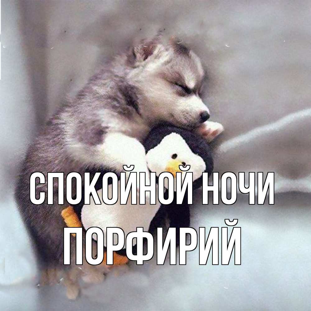 Открытка на каждый день с именем, Порфирий Спокойной ночи обнимашки щенка и пингвина Прикольная открытка с пожеланием онлайн скачать бесплатно 