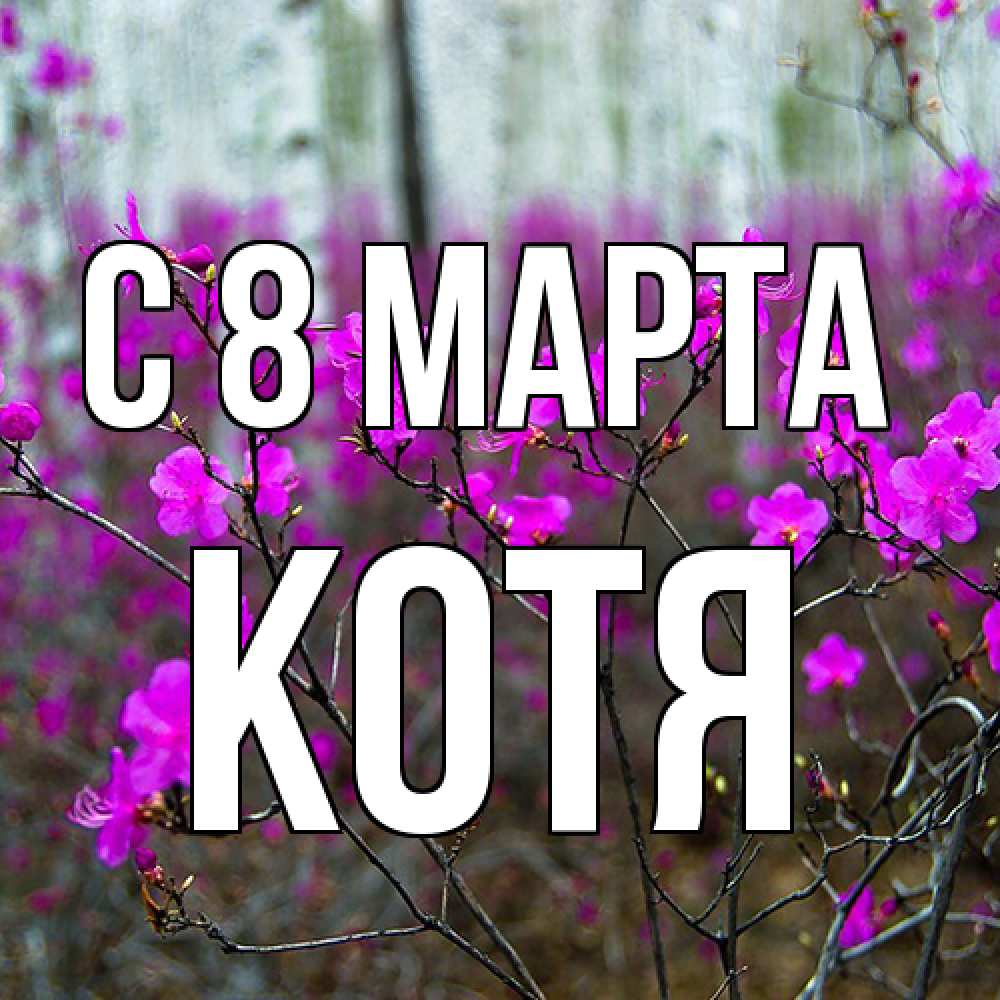 Открытка на каждый день с именем, Котя C 8 МАРТА дикие цветы Прикольная открытка с пожеланием онлайн скачать бесплатно 