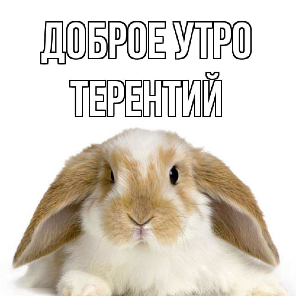 Открытка на каждый день с именем, Терентий Доброе утро прикольные открытки на каждый день Прикольная открытка с пожеланием онлайн скачать бесплатно 