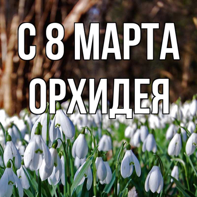 Картинка C 8 МАРТА, Орхидея