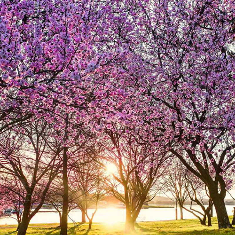 Картинка C 8 МАРТА, Катюша