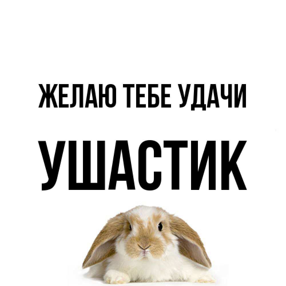 Открытка на каждый день с именем, Ушастик Желаю тебе удачи открытки с произвольным текстом который можно вставить в открытку и создать ее самостоятельно бесплатно онлайн Прикольная открытка с пожеланием онлайн скачать бесплатно 
