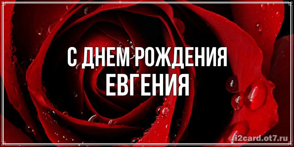 Открытка на каждый день с именем, Евгения С днем рождения крупная бордовая роза Прикольная открытка с пожеланием онлайн скачать бесплатно 
