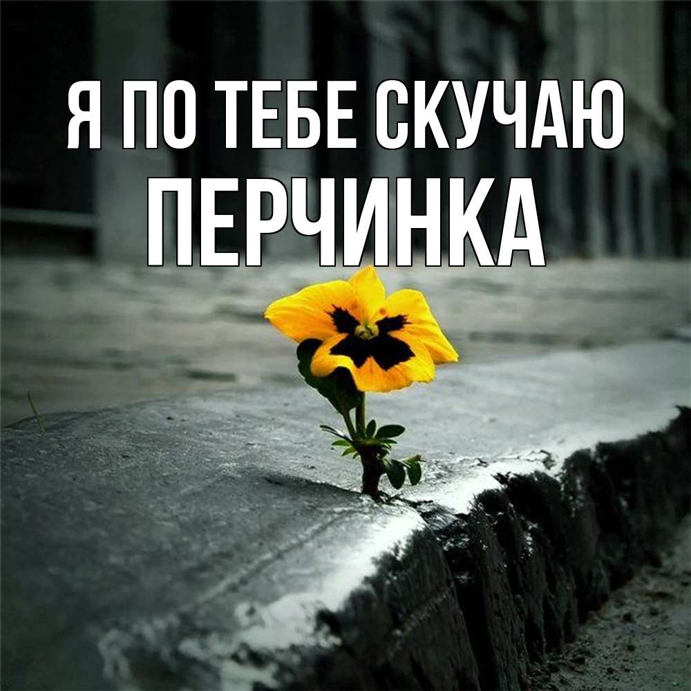 Открытка на каждый день с именем, Перчинка Я по тебе скучаю надеюсь будет лучше Прикольная открытка с пожеланием онлайн скачать бесплатно 