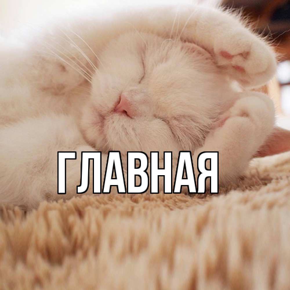 Открытка на каждый день с именем, настя Главная для любимой девушки милота Прикольная открытка с пожеланием онлайн скачать бесплатно 