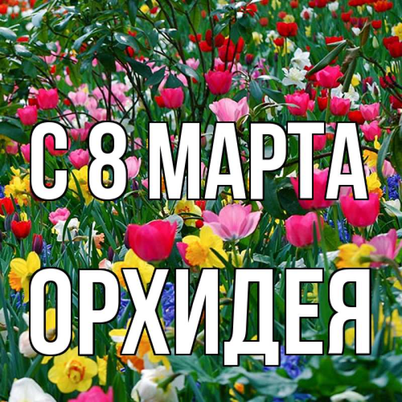 Картинка C 8 МАРТА, Орхидея