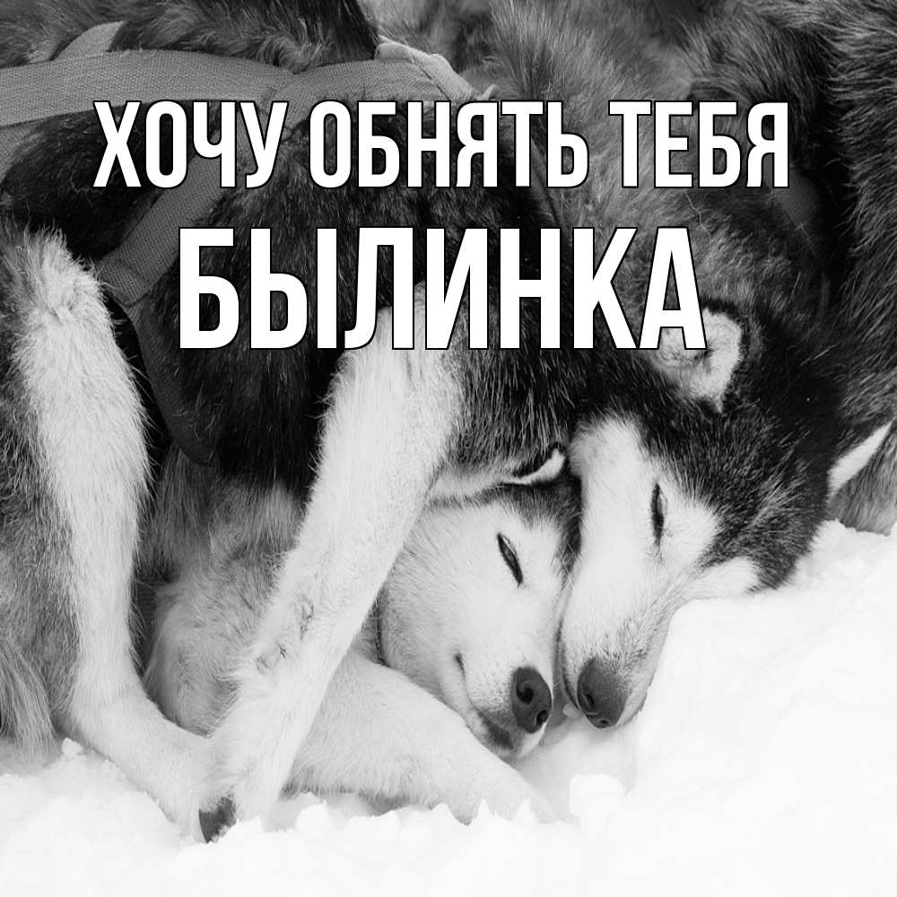 Открытка на каждый день с именем, былинка Хочу обнять тебя собачки в упряжке Прикольная открытка с пожеланием онлайн скачать бесплатно 