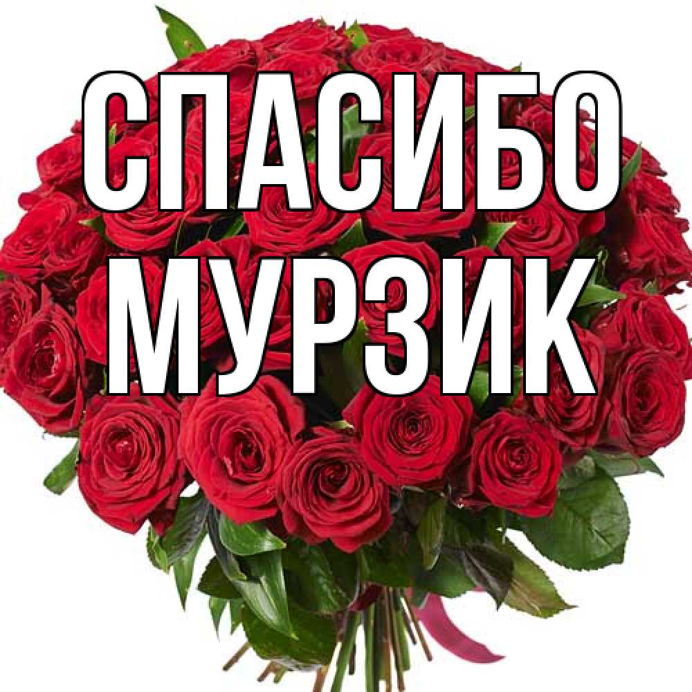 Открытка на каждый день с именем, Муpзик Спасибо букет красных роз Прикольная открытка с пожеланием онлайн скачать бесплатно 