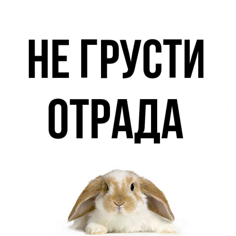 Открытка на каждый день с именем, Отpада Не грусти коричнево белый заяц с большими ушками Прикольная открытка с пожеланием онлайн скачать бесплатно 