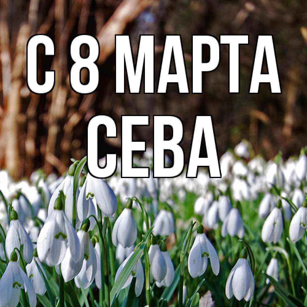 Открытка на каждый день с именем, Сева C 8 МАРТА с подснежниками 1 Прикольная открытка с пожеланием онлайн скачать бесплатно 