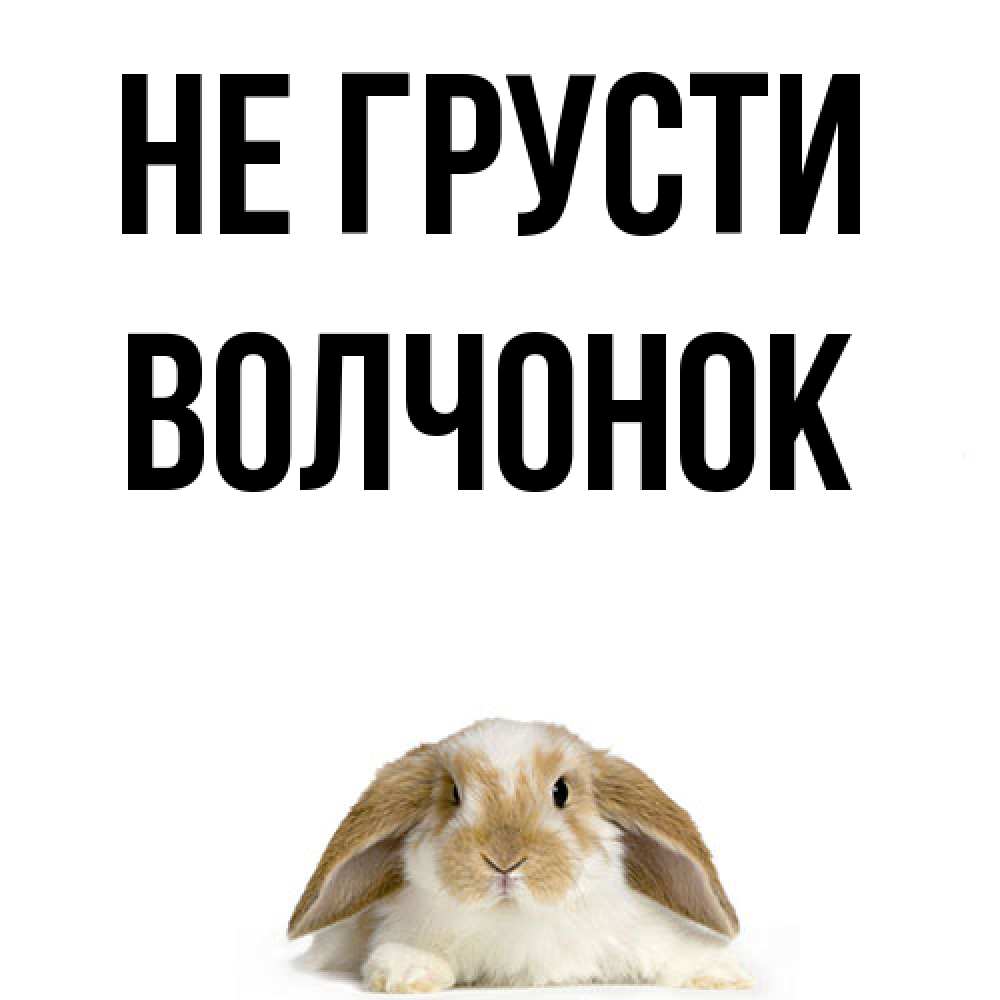 Открытка на каждый день с именем, Волчонок Не грусти коричнево белый заяц с большими ушками Прикольная открытка с пожеланием онлайн скачать бесплатно 