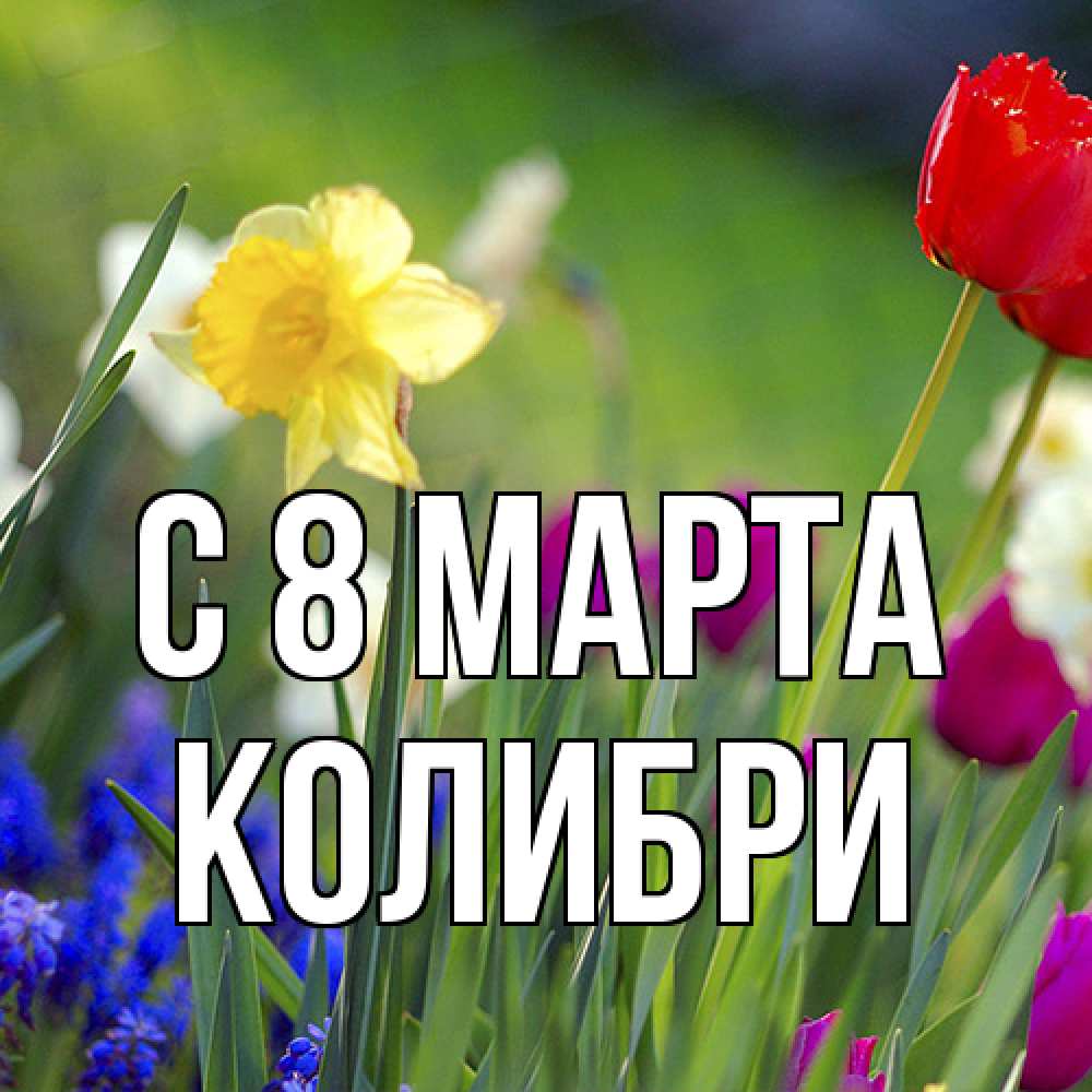 Открытка на каждый день с именем, Колибри C 8 МАРТА международный женский день 3 Прикольная открытка с пожеланием онлайн скачать бесплатно 