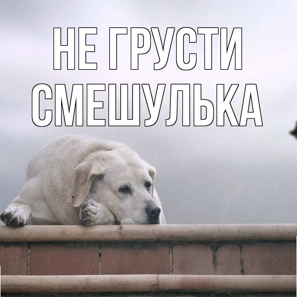 Открытка на каждый день с именем, Смешулька Не грусти белый пес 1 Прикольная открытка с пожеланием онлайн скачать бесплатно 