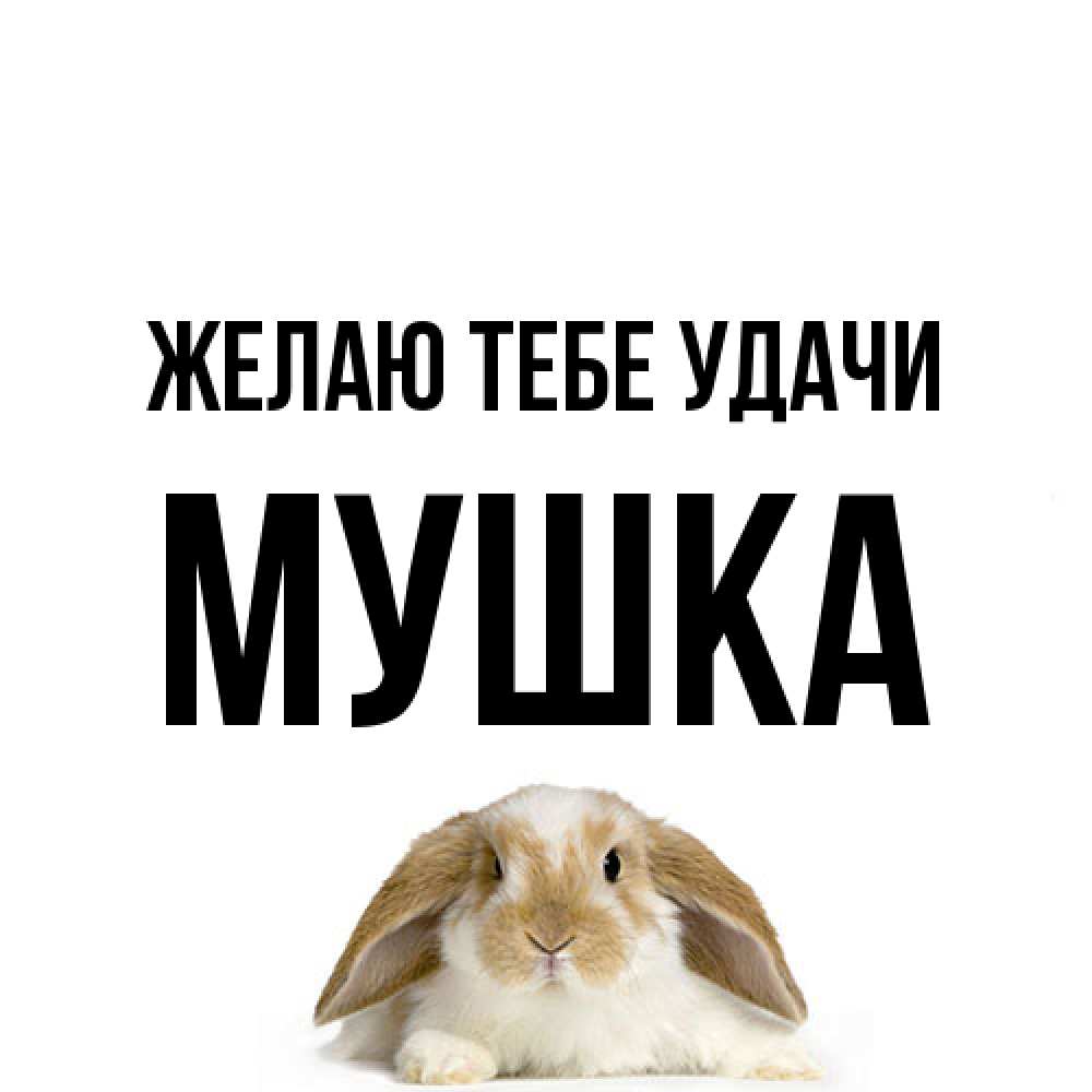 Открытка на каждый день с именем, мушка Желаю тебе удачи открытки с произвольным текстом который можно вставить в открытку и создать ее самостоятельно бесплатно онлайн Прикольная открытка с пожеланием онлайн скачать бесплатно 