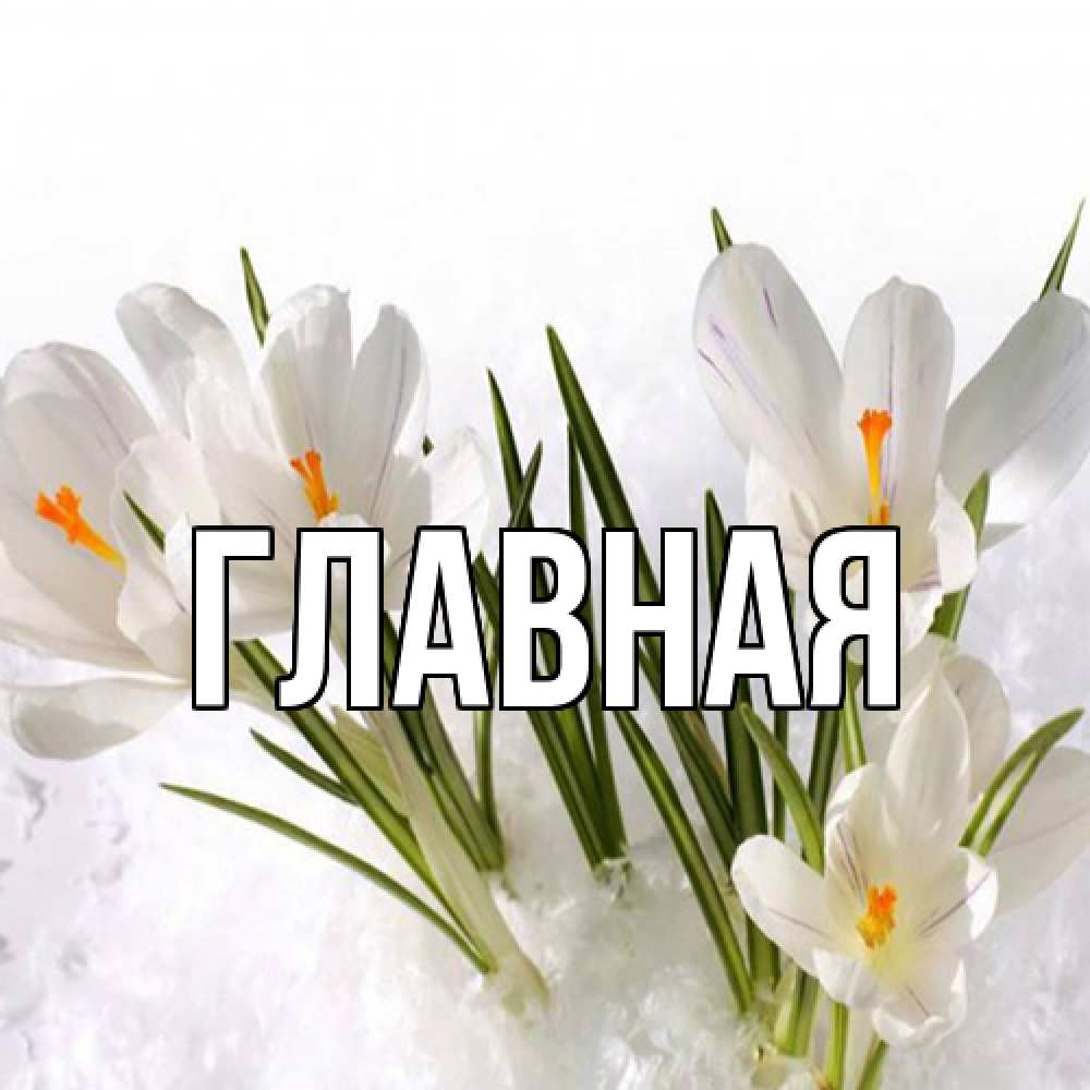 Открытка на каждый день с именем, настя Главная под снегом Прикольная открытка с пожеланием онлайн скачать бесплатно 