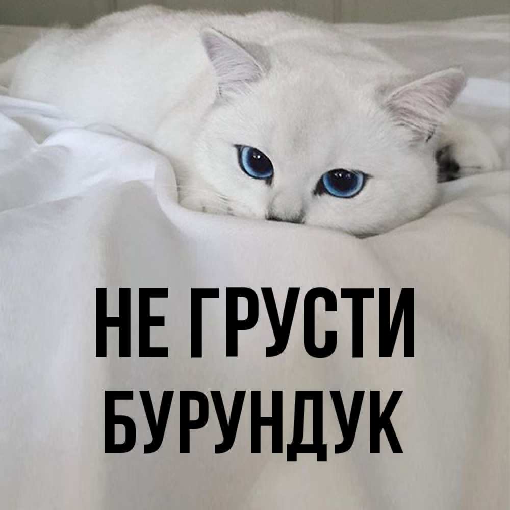 Открытка на каждый день с именем, Бурундук Не грусти Голубоглазая кошка Прикольная открытка с пожеланием онлайн скачать бесплатно 