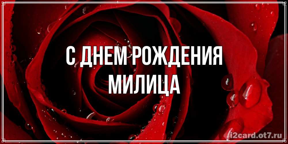 Открытка на каждый день с именем, Милица С днем рождения крупная бордовая роза Прикольная открытка с пожеланием онлайн скачать бесплатно 
