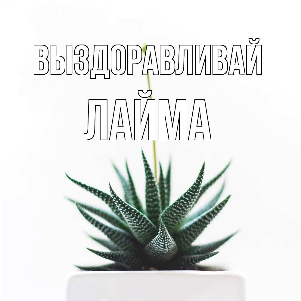 Открытка на каждый день с именем, Лайма Выздоравливай короче это непонятная колючка Прикольная открытка с пожеланием онлайн скачать бесплатно 