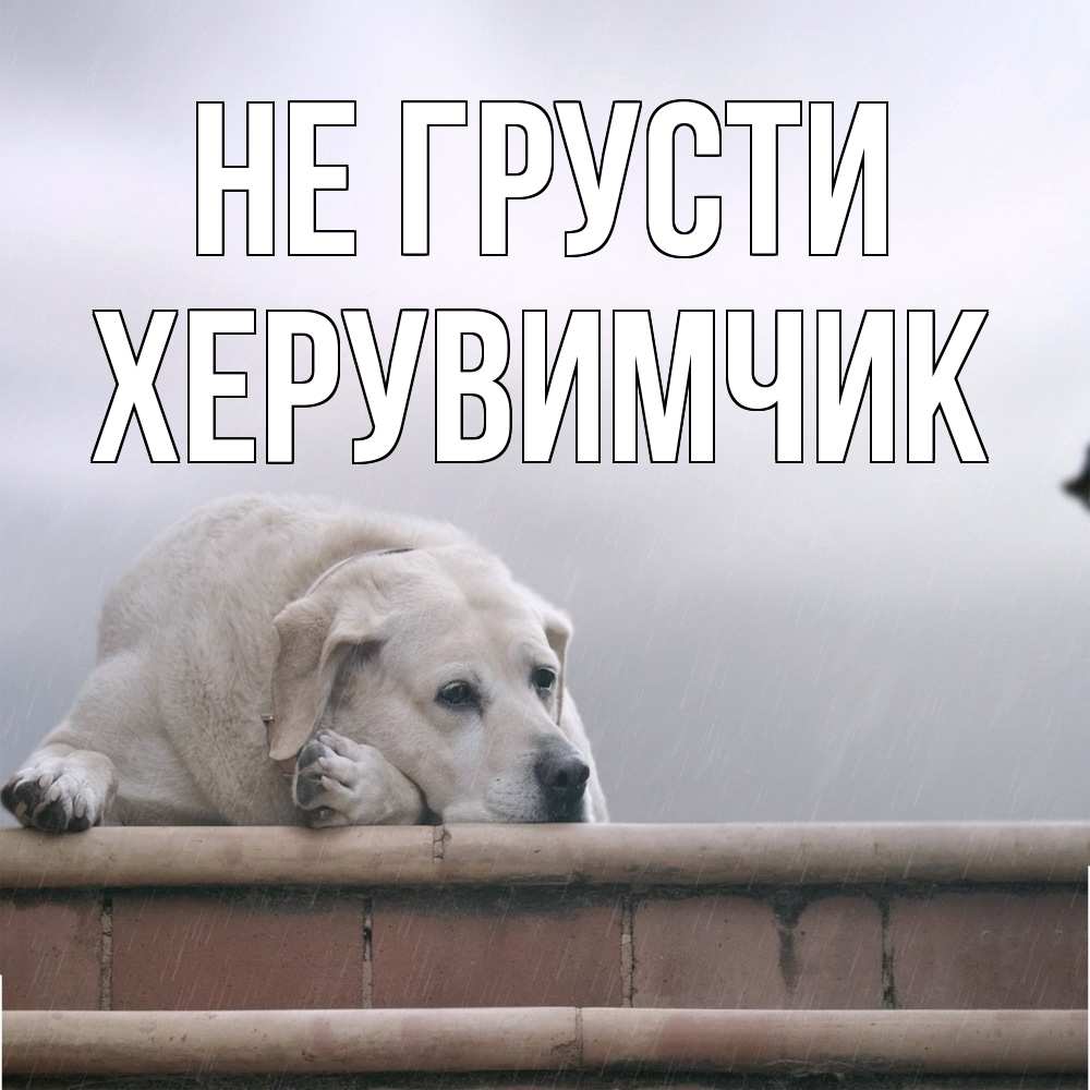 Открытка на каждый день с именем, Хеpувимчик Не грусти белый пес 1 Прикольная открытка с пожеланием онлайн скачать бесплатно 