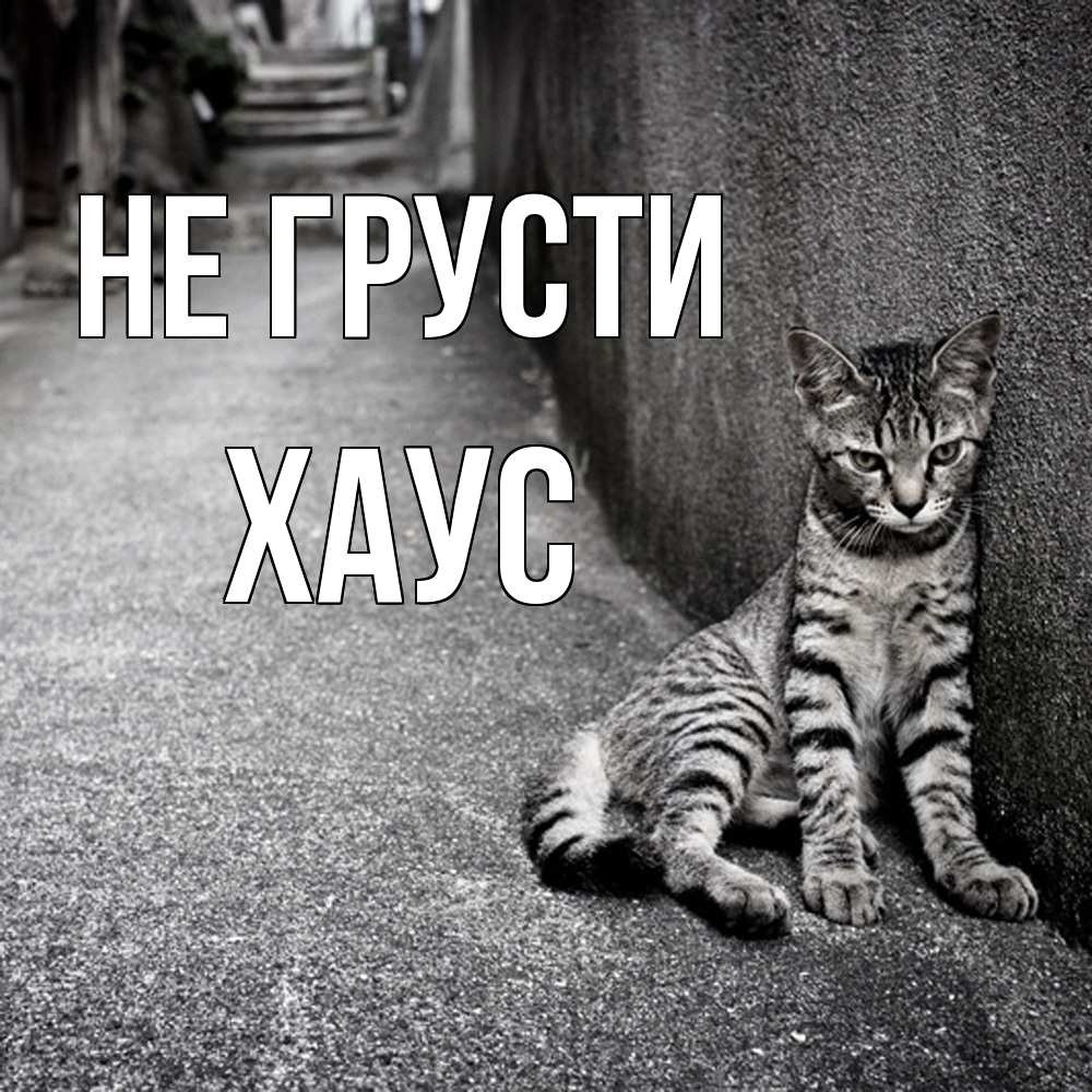 Открытка на каждый день с именем, Хаус Не грусти скучающий котик Прикольная открытка с пожеланием онлайн скачать бесплатно 