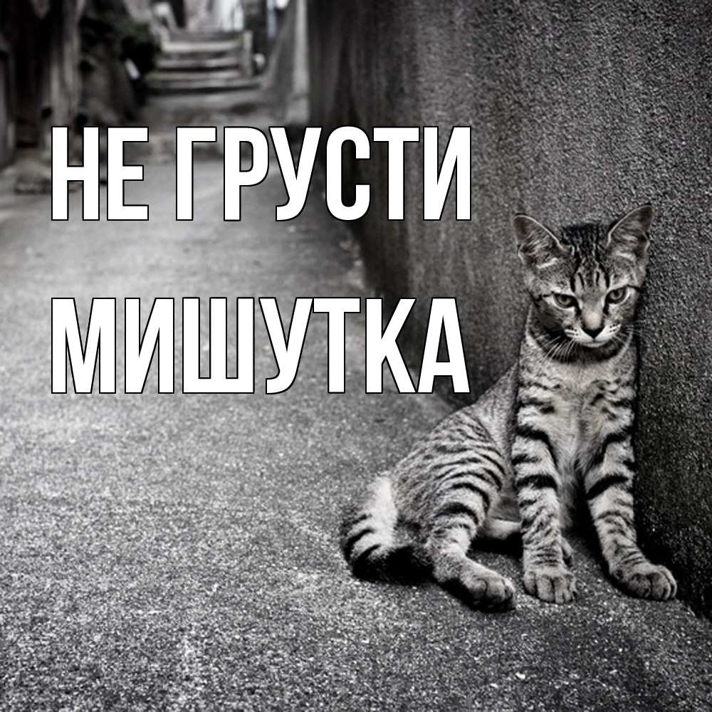 Открытка на каждый день с именем, Мишутка Не грусти скучающий котик Прикольная открытка с пожеланием онлайн скачать бесплатно 