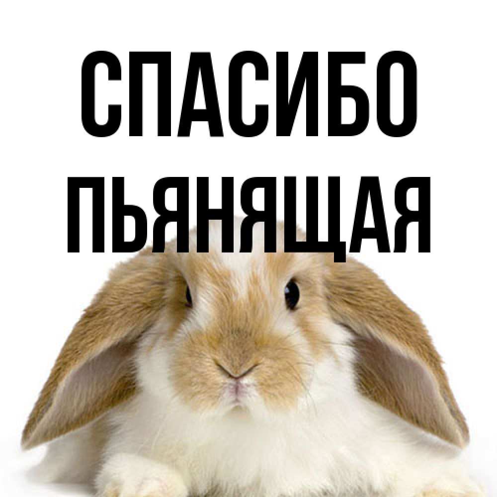 Открытка на каждый день с именем, Пьянящая Спасибо коричнево белый заяц Прикольная открытка с пожеланием онлайн скачать бесплатно 