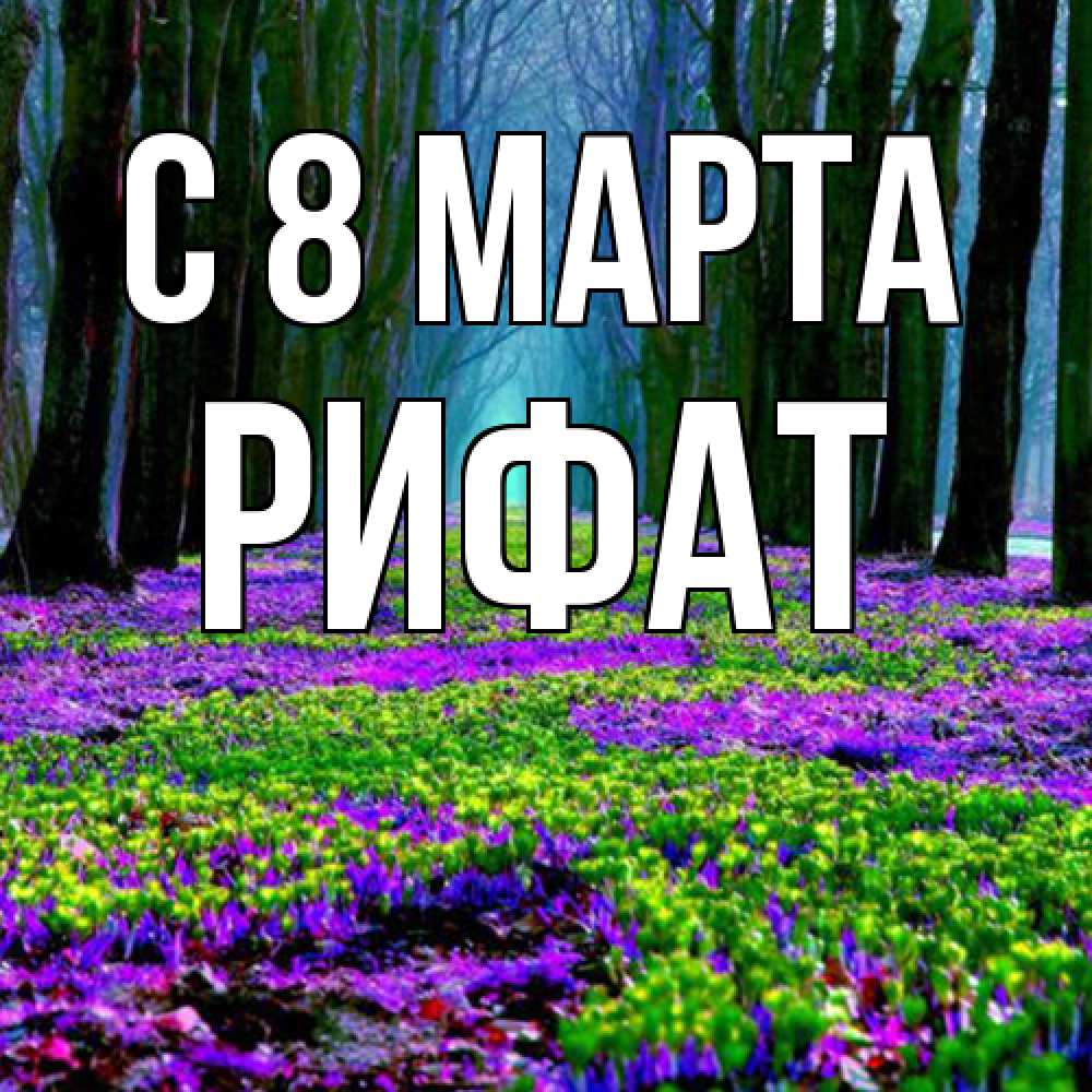 Открытка на каждый день с именем, Рифат C 8 МАРТА фиолетовые цветы в лесу 1 Прикольная открытка с пожеланием онлайн скачать бесплатно 