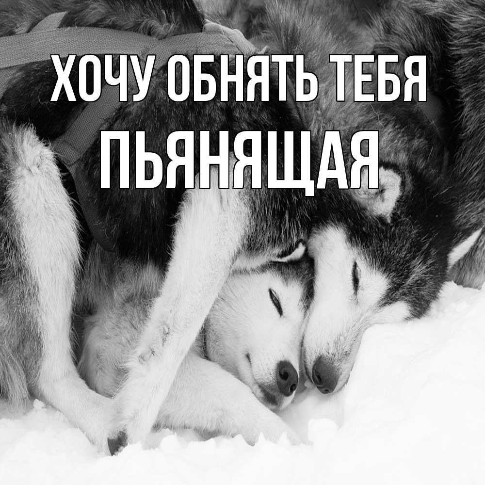 Открытка на каждый день с именем, Пьянящая Хочу обнять тебя собачки в упряжке Прикольная открытка с пожеланием онлайн скачать бесплатно 