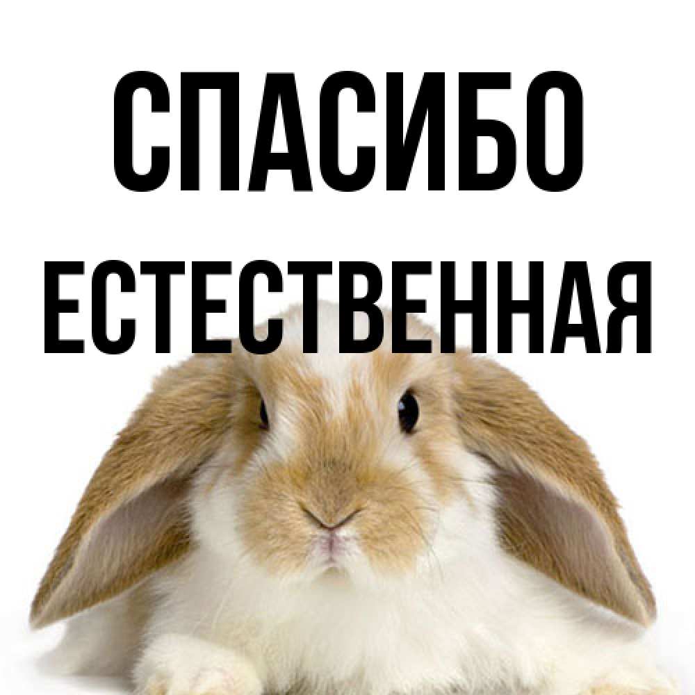 Открытка на каждый день с именем, Естественная Спасибо коричнево белый заяц Прикольная открытка с пожеланием онлайн скачать бесплатно 