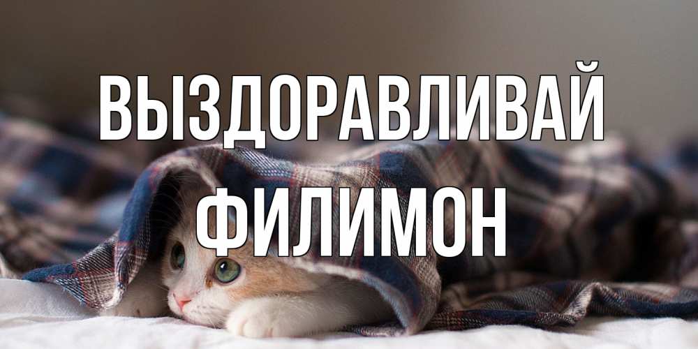 Открытка на каждый день с именем, Филимон Выздоравливай не болейте с котиком Прикольная открытка с пожеланием онлайн скачать бесплатно 