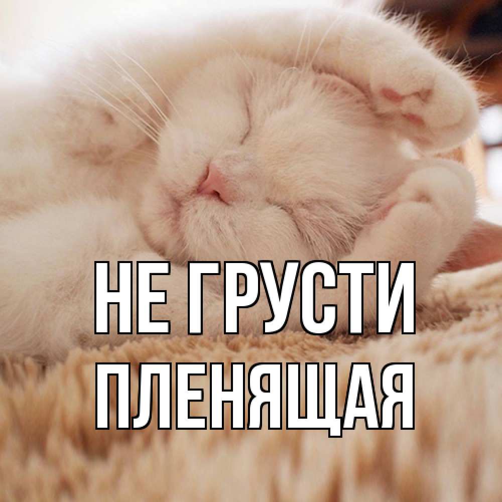 Открытка на каждый день с именем, пленящая Не грусти белый кот Прикольная открытка с пожеланием онлайн скачать бесплатно 