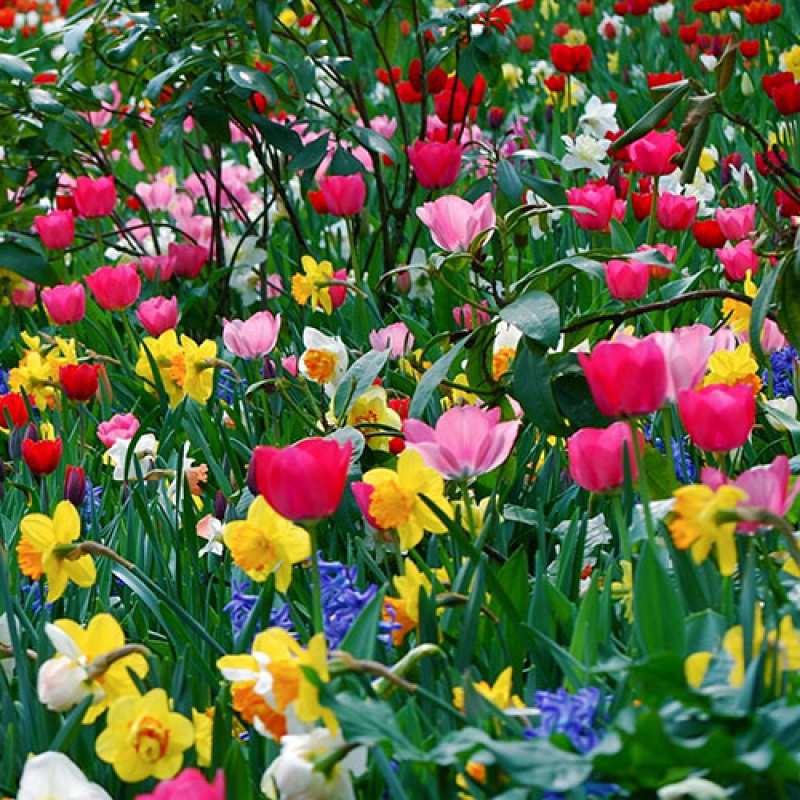 Картинка C 8 МАРТА, безмятежная