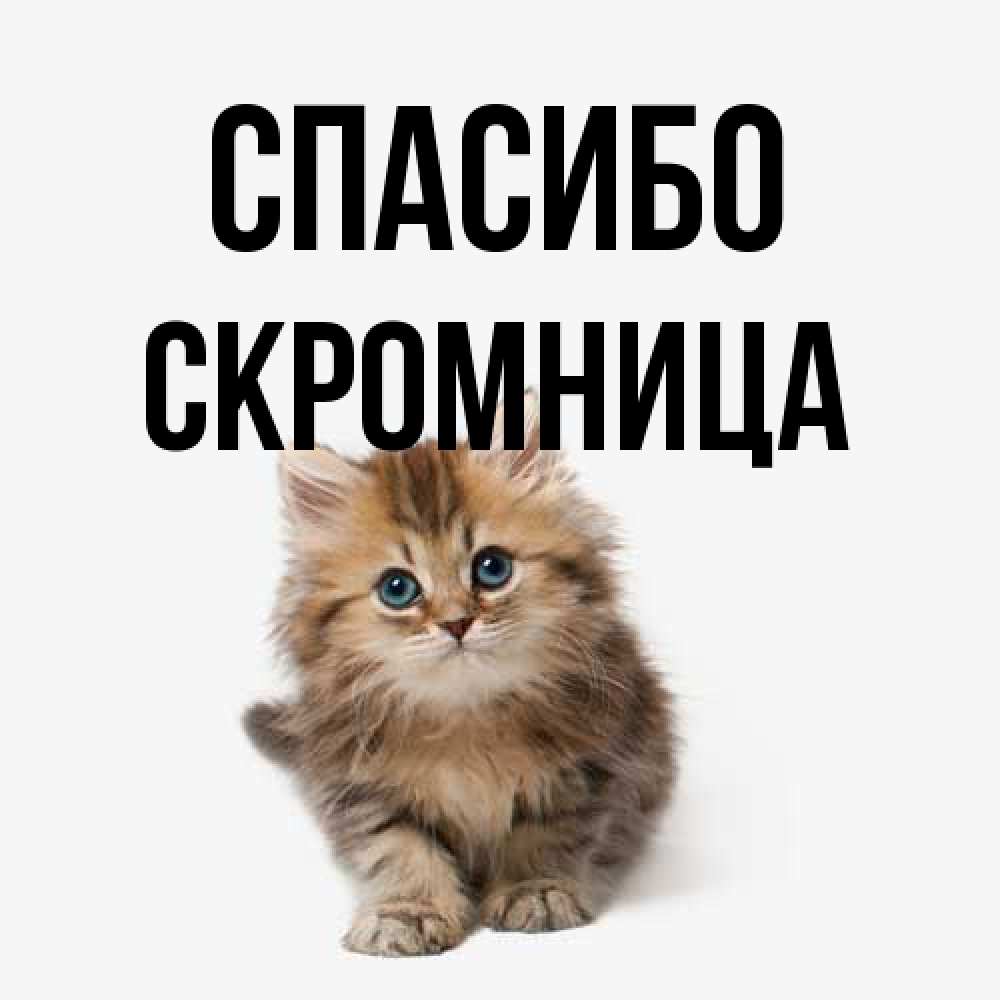 Открытка на каждый день с именем, Скромница Спасибо пушистый котик Прикольная открытка с пожеланием онлайн скачать бесплатно 