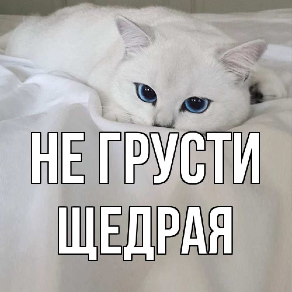 Открытка на каждый день с именем, Щедpая Не грусти белый кот с голубыми глазами на белоснежной кровати Прикольная открытка с пожеланием онлайн скачать бесплатно 