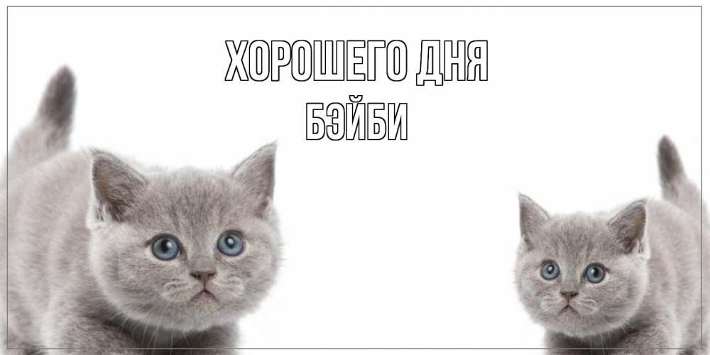 Открытка на каждый день с именем, бэйби Хорошего дня открытка с котами Прикольная открытка с пожеланием онлайн скачать бесплатно 