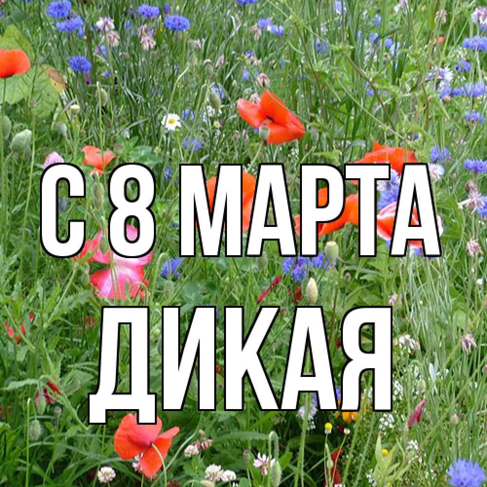 Открытка на каждый день с именем, дикая C 8 МАРТА международный женский день 4 Прикольная открытка с пожеланием онлайн скачать бесплатно 