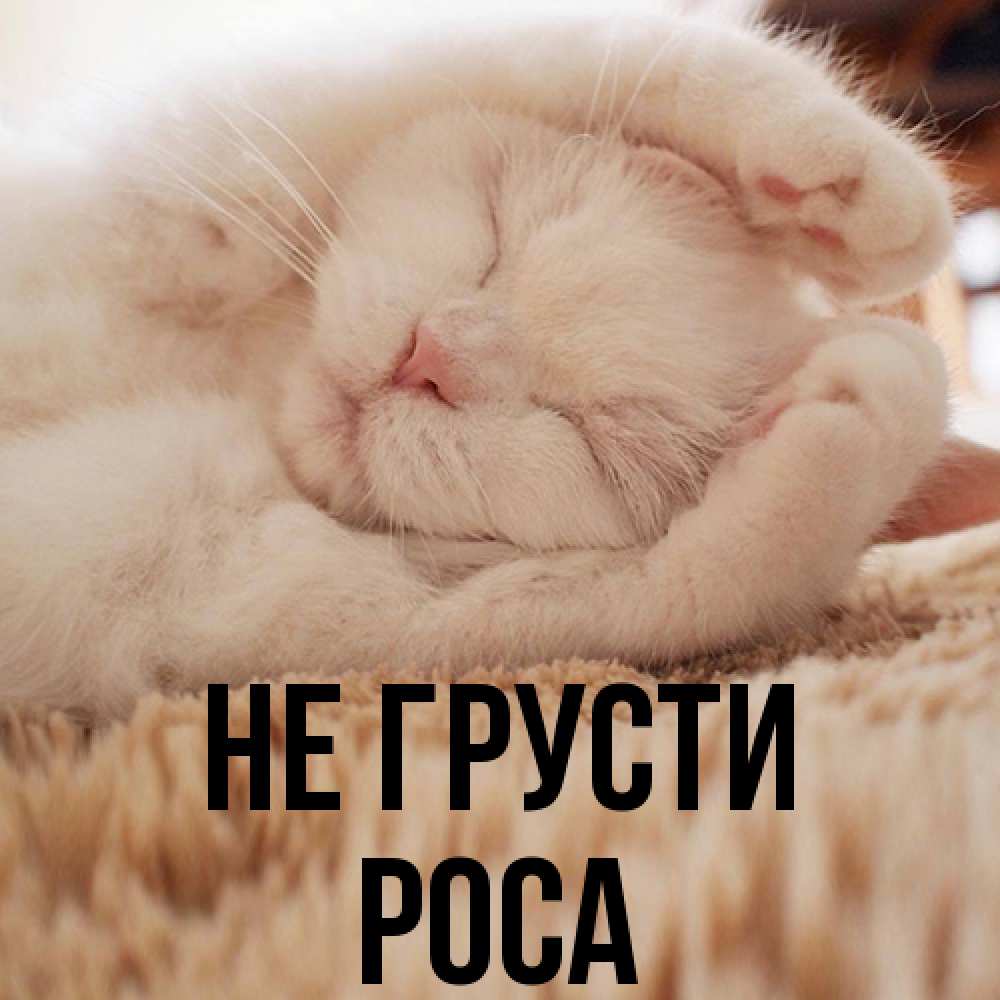 Открытка на каждый день с именем, Роса Не грусти Котенок спит Прикольная открытка с пожеланием онлайн скачать бесплатно 