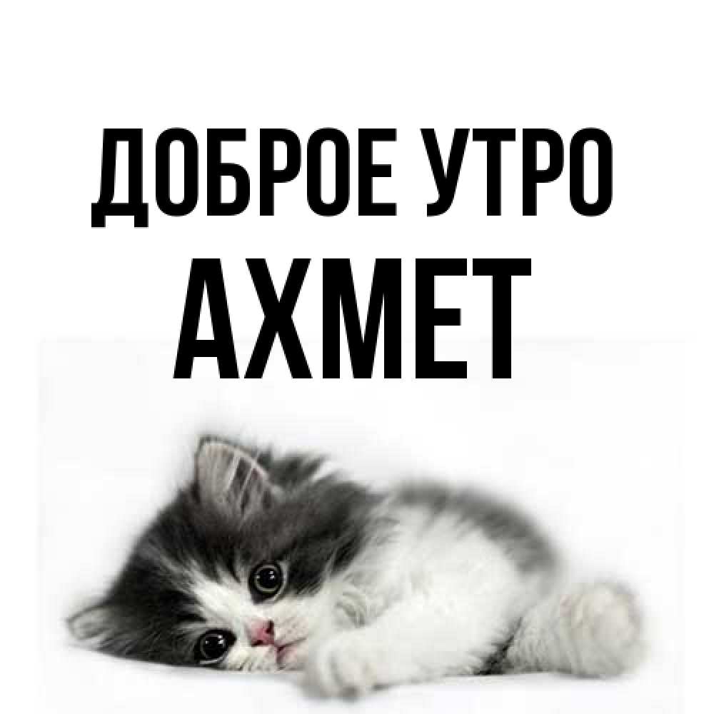 Открытка на каждый день с именем, Ахмет Доброе утро кот лапки Прикольная открытка с пожеланием онлайн скачать бесплатно 