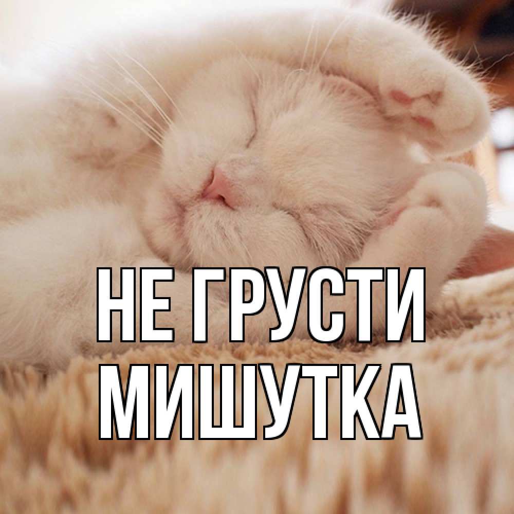 Открытка на каждый день с именем, Мишутка Не грусти белый кот Прикольная открытка с пожеланием онлайн скачать бесплатно 