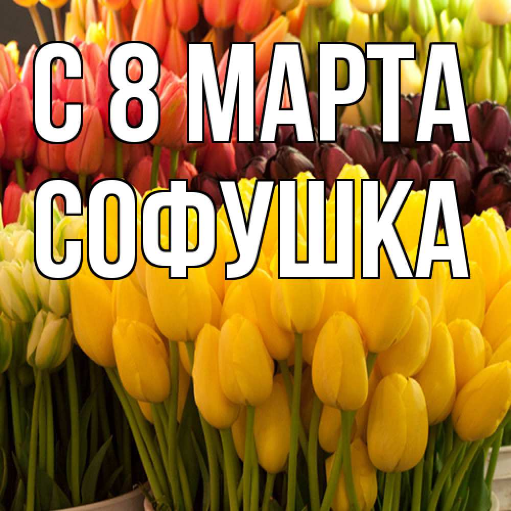 Открытка на каждый день с именем, Софушка C 8 МАРТА цветы Прикольная открытка с пожеланием онлайн скачать бесплатно 