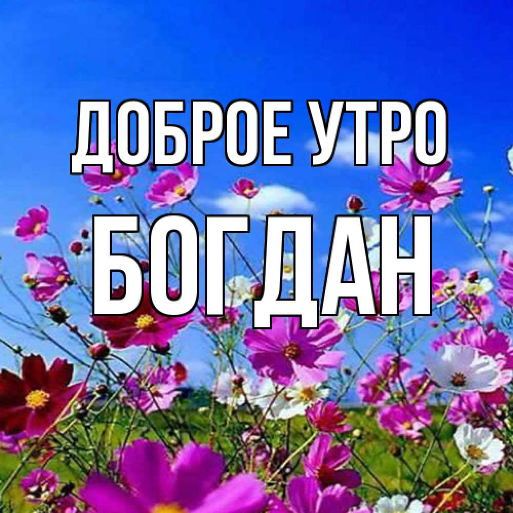 Открытка на каждый день с именем, Богдан Доброе утро сиреневые цветы Прикольная открытка с пожеланием онлайн скачать бесплатно 