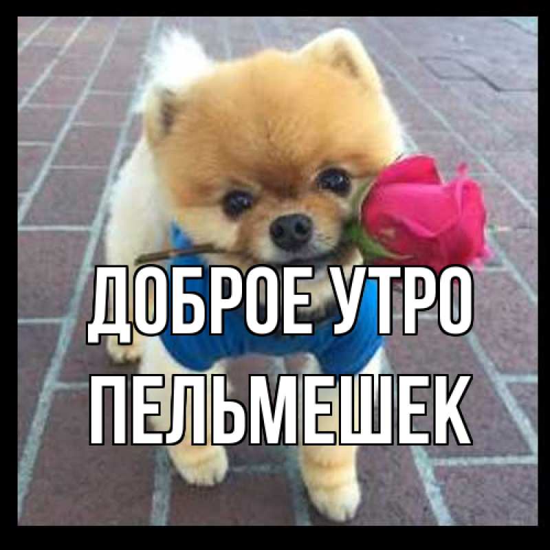 Картинка Доброе утро, пельмешек