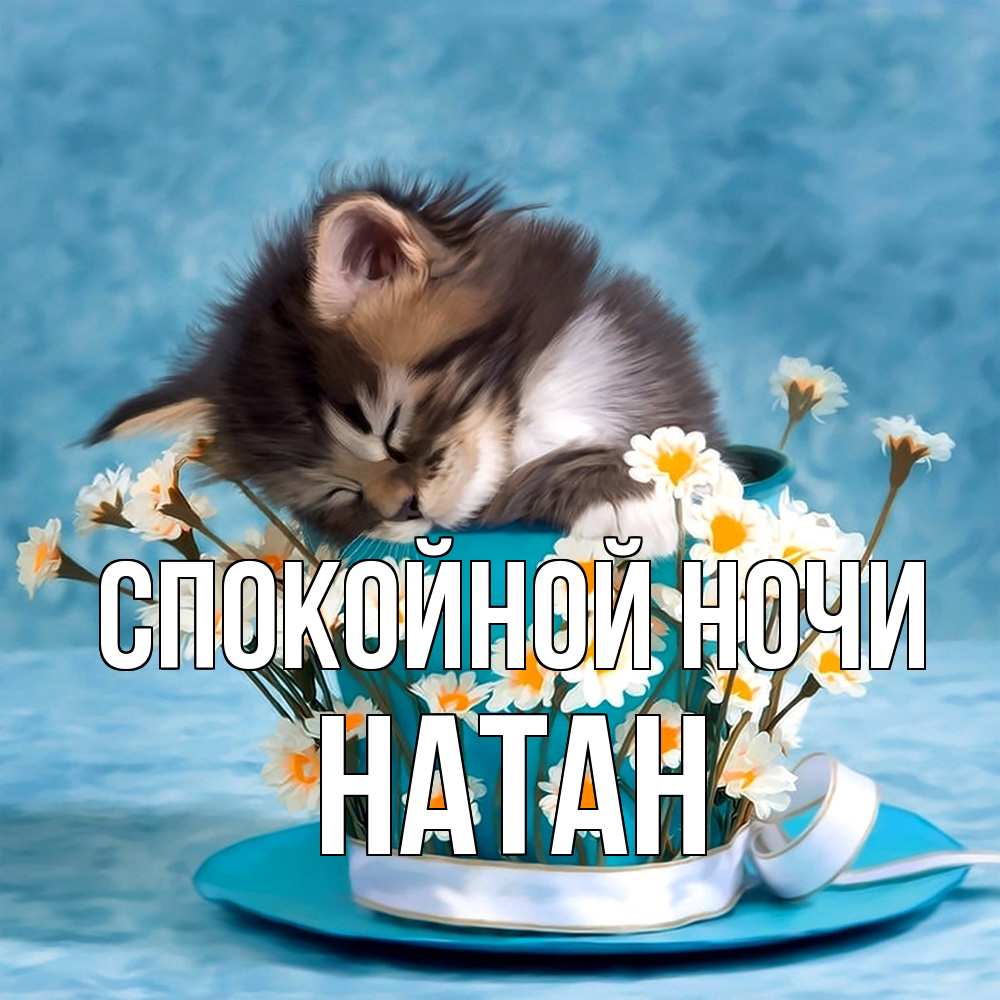Открытка на каждый день с именем, Натан Спокойной ночи котенок спит в кружке с блюдцем Прикольная открытка с пожеланием онлайн скачать бесплатно 