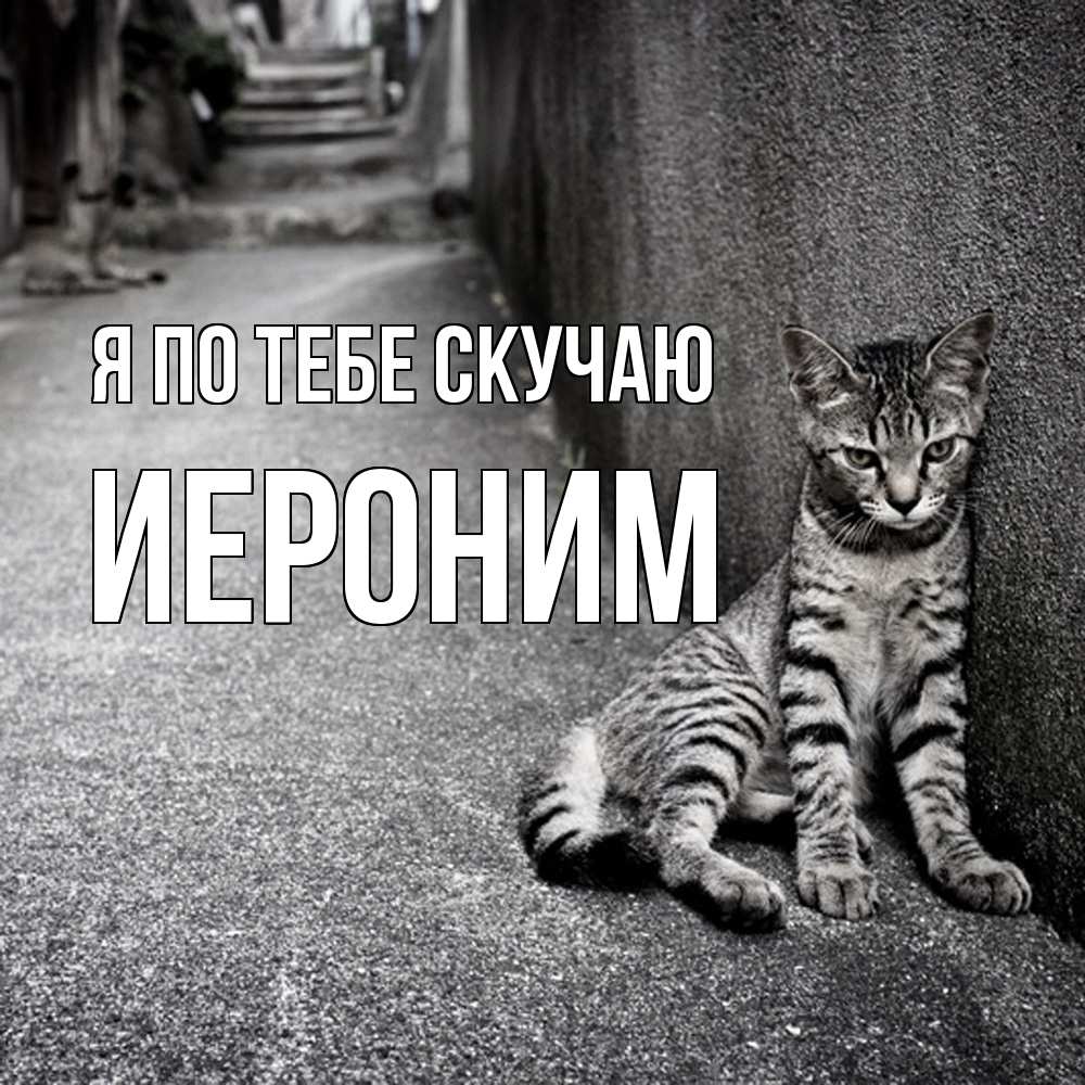 Открытка на каждый день с именем, Иероним Я по тебе скучаю одиноко котику Прикольная открытка с пожеланием онлайн скачать бесплатно 