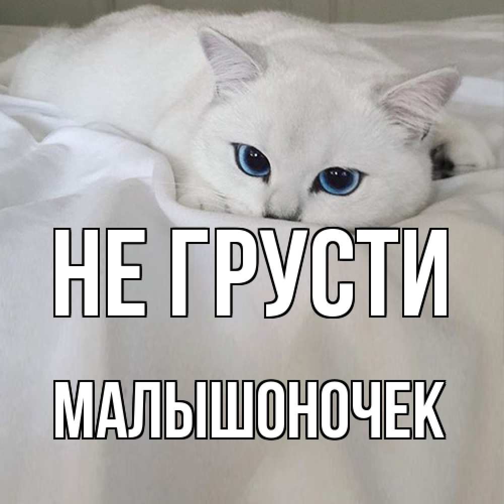 Открытка на каждый день с именем, Малышоночек Не грусти белый кот с голубыми глазами на белоснежной кровати Прикольная открытка с пожеланием онлайн скачать бесплатно 