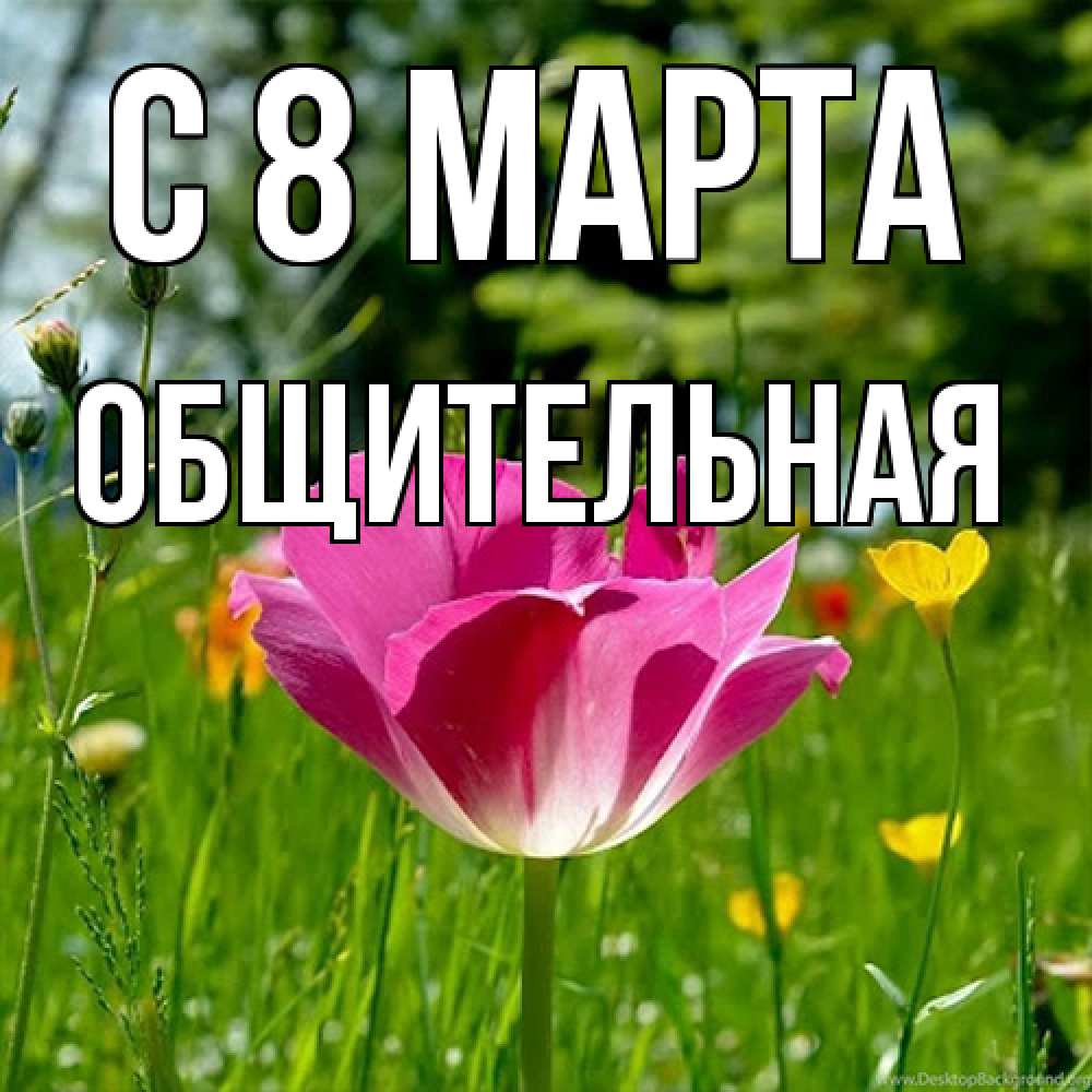 Открытка на каждый день с именем, Общительная C 8 МАРТА полевые цветы Прикольная открытка с пожеланием онлайн скачать бесплатно 